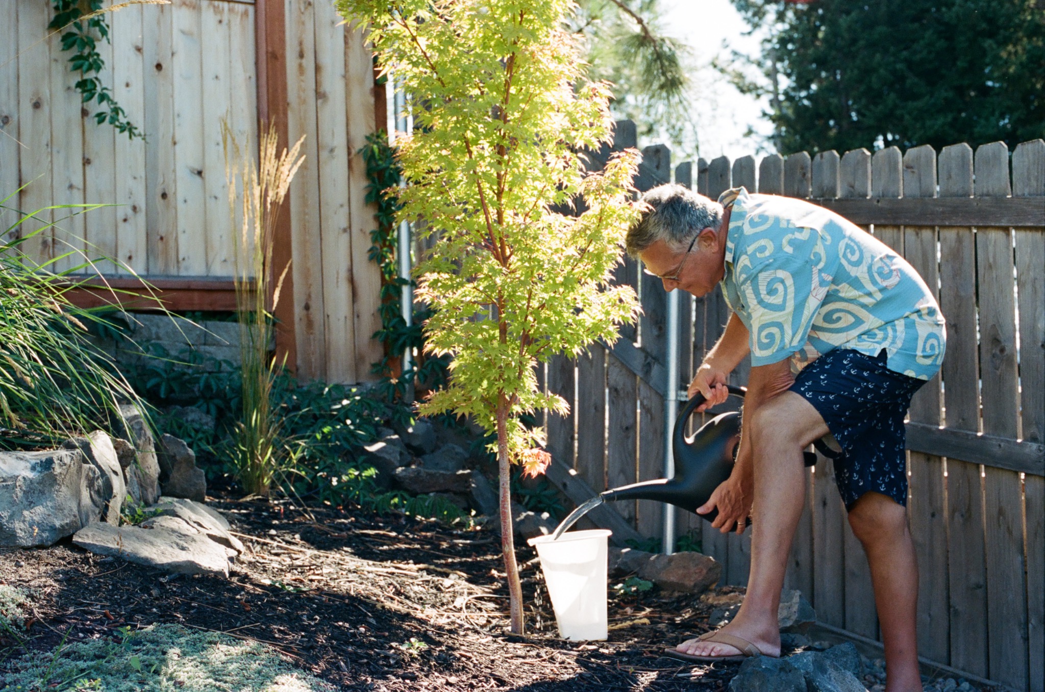 Hank watering a young tree in the garden